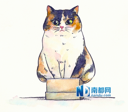 猫盒子