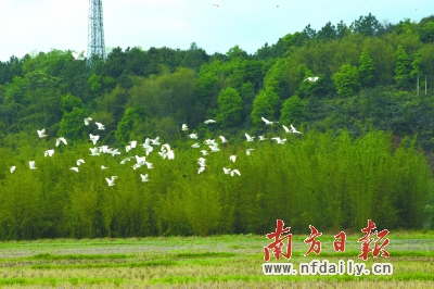 一行白鹭上青天|湿地|白鹭