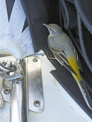 海狼号的奇幻漂流|船队|航行_凤凰资讯