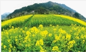 　　洗马乡金灿灿的油菜花，迎风招展，令人心旷神怡。 涂新辉 摄