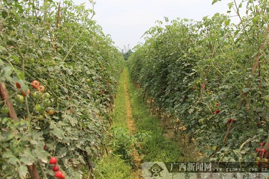 果实累累的圣女果园区。广西新闻网记者 许乾雷 摄