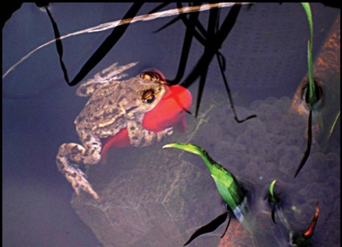 ͼΪӢſ㱳ϡ档