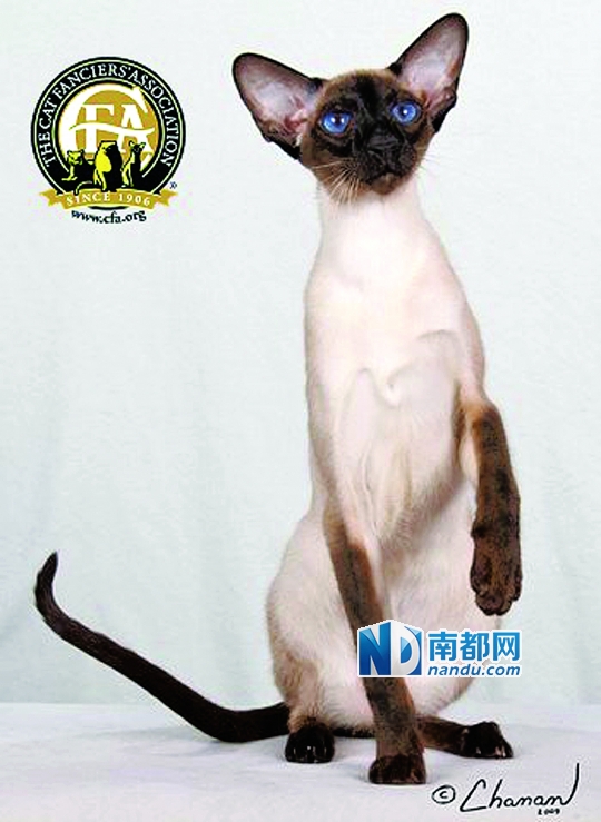 当熊孩子遇上喵星人|猫咪|哭闹