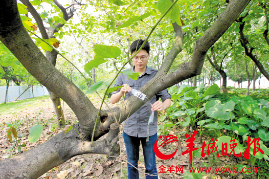 阅江路琶洲大桥路段将被迁移的树木已贴上编号 羊城晚报记者 宋金峪 摄