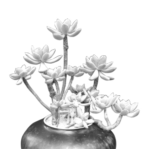 花都开好了 一起去看吧|公园|江洋畈_凤凰资讯