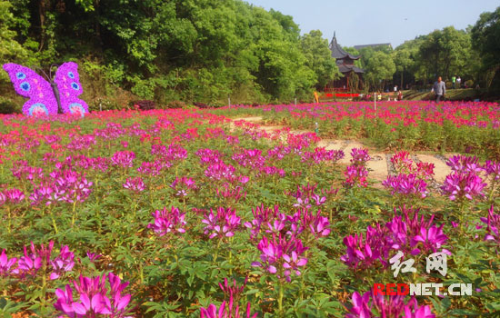 (光明蝶谷里的花海。)
