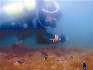 海洋环保义工队在行动|义工|特区_凤凰资讯