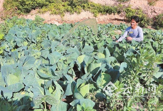 在翁板，许多人因为李学强，学会了种菜。