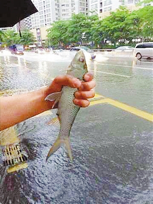 网友论雨鹏城 戏谑中风雨关情|暴雨|乐园_凤凰