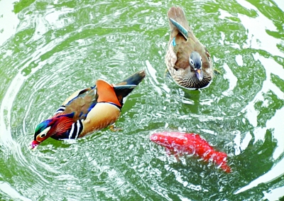 鸳鸯戏水 锦鲤欢|游客|游览