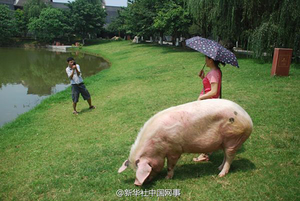汶川地震 猪坚强 已7岁 生活规律吃饭睡觉散步