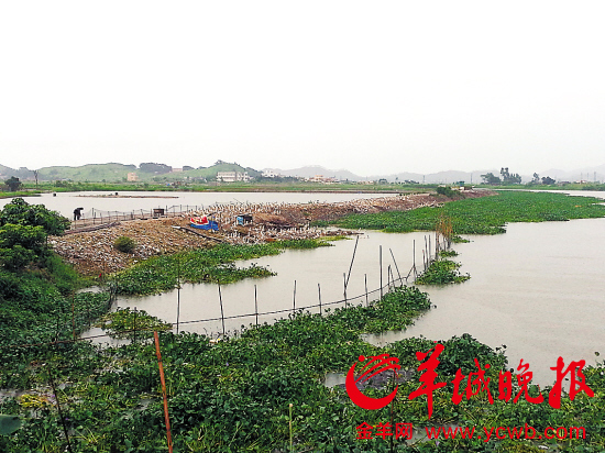 在渡仔桥附近河段，有村民在河畔建起了养殖场，不仅污染水质，还影响了河道的泄洪能力