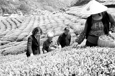 上联产地农户下接销地经销商 产业链金融串起