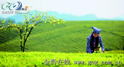　　茶山春早　向正军摄