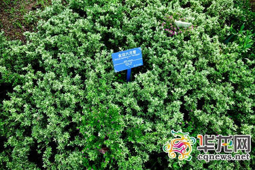 金边六月雪，叶子上像飘雪过一般。 通讯员 谭宏民 摄