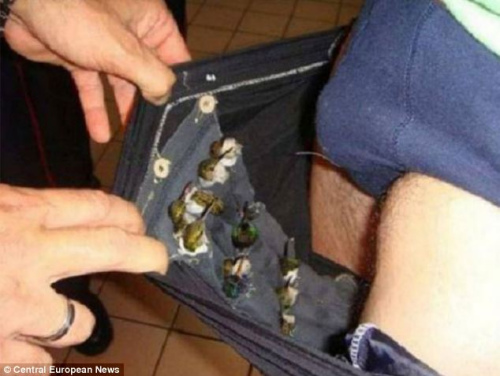 一名男子企图用内裤携带66只小鸟前往美国
