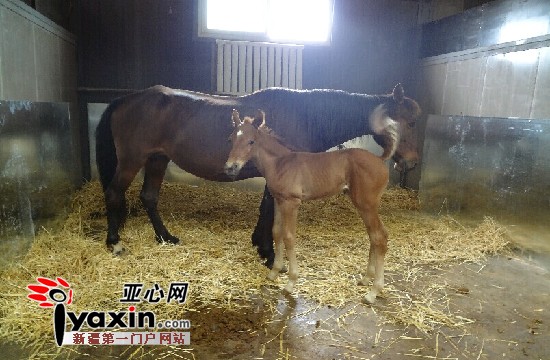 图由伊犁德瑞骏发生物科技有限公司提供