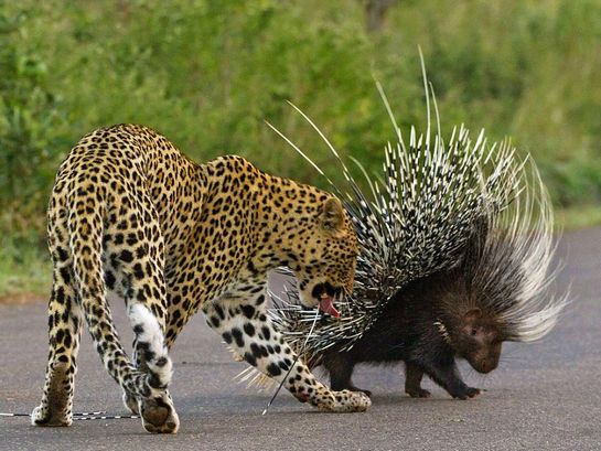 佛山初中学历农民老板自制太阳能概念车 能爬