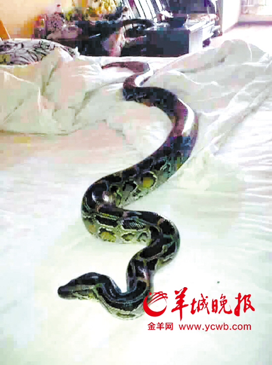 东莞：女子掀开床上被子发现2.5米长蟒蛇(图)