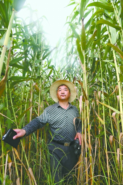 长江故道 人类为麋鹿让地记者 刘舒 高宝燕|保护