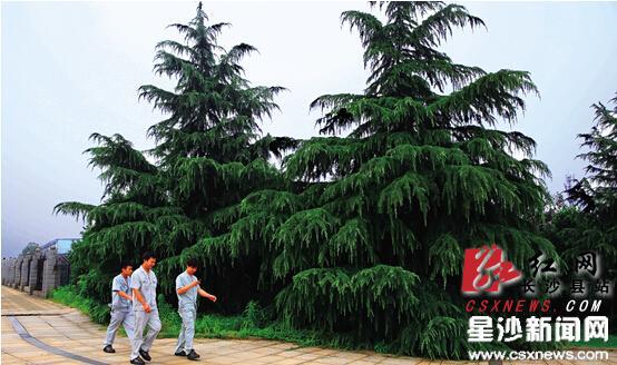 莫斯科人均绿地面积_全国人均绿化面积(3)