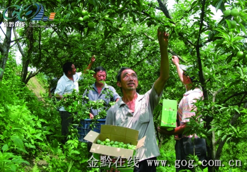 绿色产业为沿河富民增收