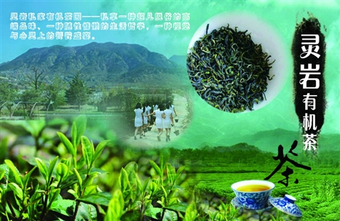 原标题:高端"茶文化体验游"现济南 好茶在手,立泰山并未囤积居奇,而是