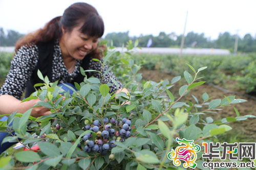 蓝莓口感好,颇受市民欢迎。一游客在金龙村的蓝莓基地采摘蓝莓。 记者 李文科 摄
