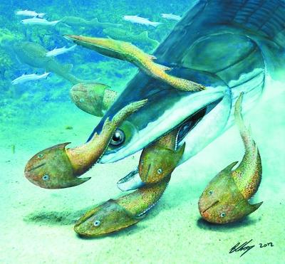 云南发现志留纪1.2米长钝齿宏颌鱼化石(图)