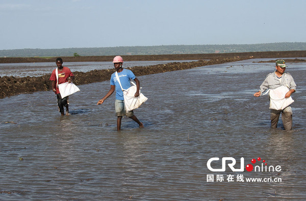 万宝非洲公司指导、带动当地农户种植水稻