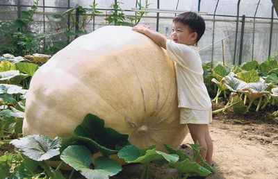 徐沧浩所种大南瓜，个头快比两岁男童还高。来源：台湾《联合报》