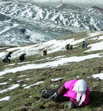 软黄金那曲虫草或将再次冲天|减产|涨幅