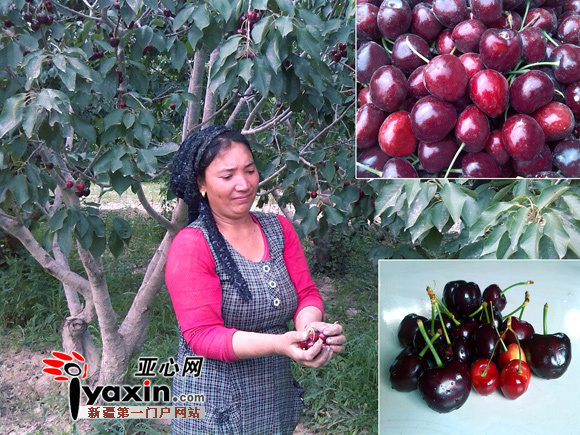 农忙时，维吾尔族邻居也经常来帮忙，郑功安很感谢他的这些好邻居。