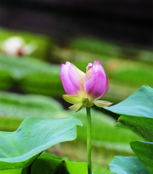 　　“国庆红”并蒂莲。　　（图片由受访机构提供）