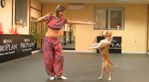 　　一只比特犬和一名女训练员合作表演了一段肚皮舞。