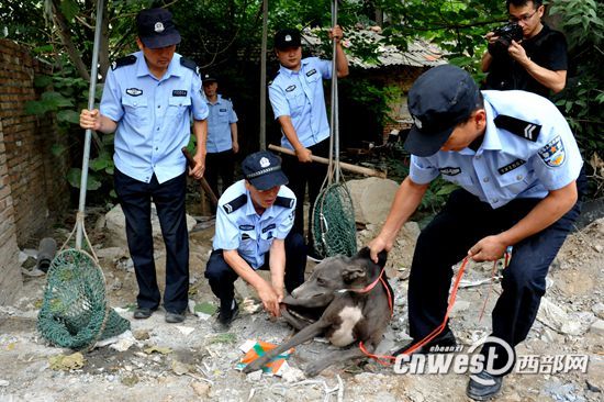 雁塔警方今年收缴500无证流浪犬 将建电子档案