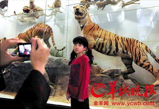要看真正的野生老虎,大概只能在博物馆了 肖诗白/摄