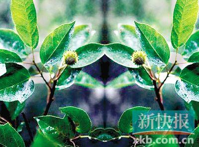半枫荷