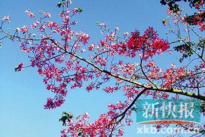 美丽    异木棉