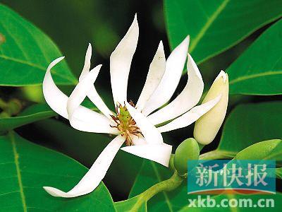白兰