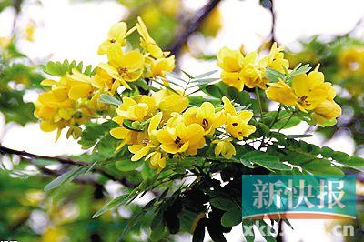 黄槐