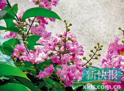 大花紫薇