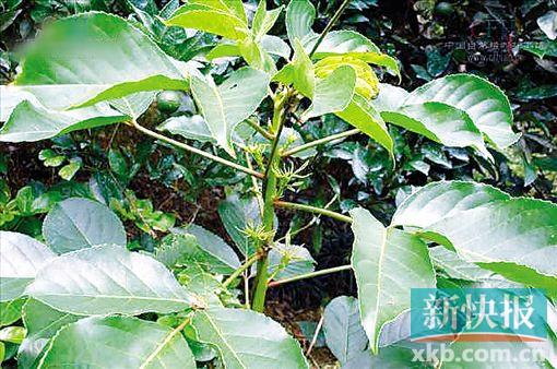 秋枫