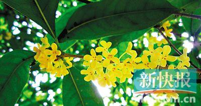 桂花