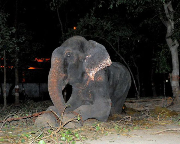 印度大象拉朱被铁链禁锢长达50年。（网页截图）
