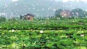 湘潭县花石镇。