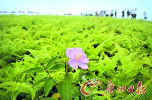 复绿后的李坑垃圾填埋场遍地绿草,野花怒放,像一个大型生态公园。记者莫伟浓 摄