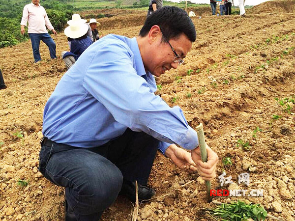 (5月20日，邱初开在张三溪村与村民一道栽种朝天椒。（资料图）)