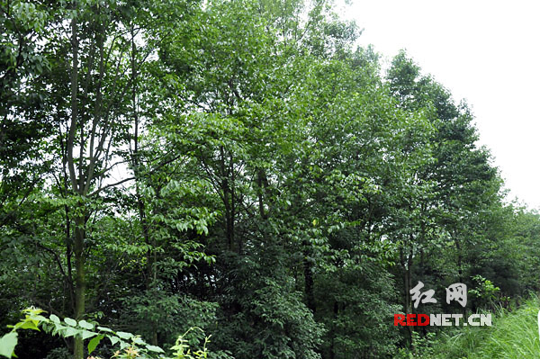 (江垭林场的杜仲树，江垭也被称为全国的“杜仲之乡”。)