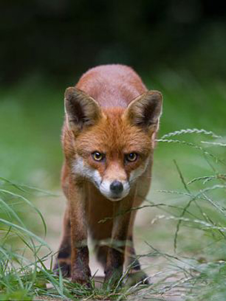 英国14只狐狸挖洞险酿洪灾被处“死刑”惹争议（网页截图）
